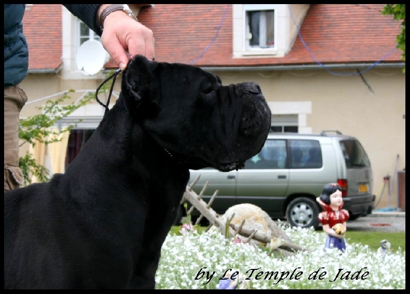 CH. Brutus dit victor z mazurskiego edenu