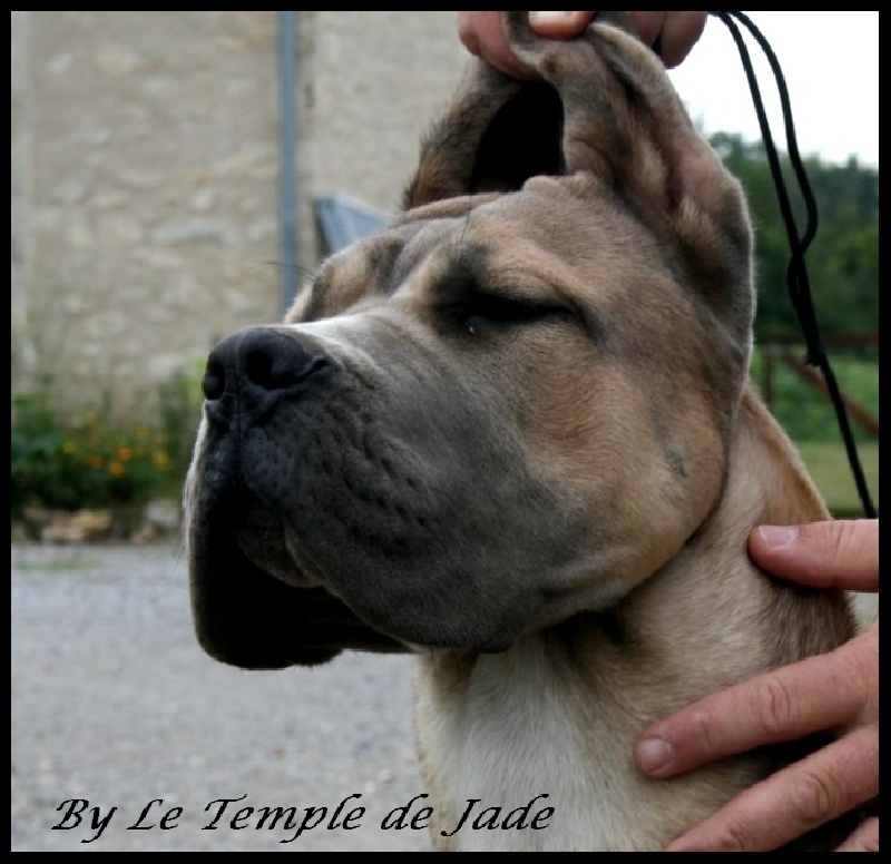 Extreme du temple de jade