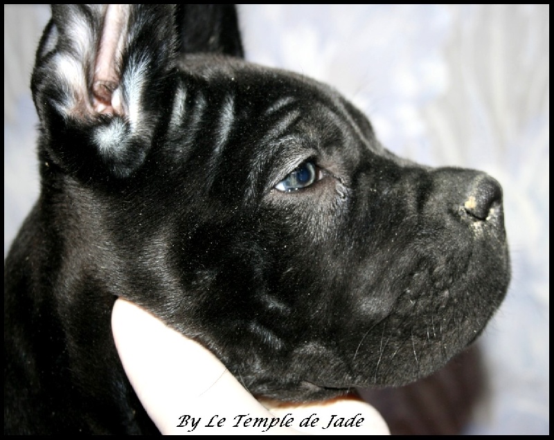 fatal beauty du temple de jade