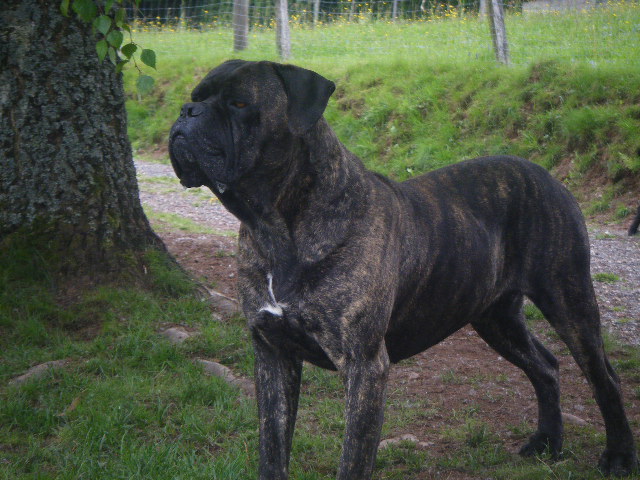 Baxter du temple de jade