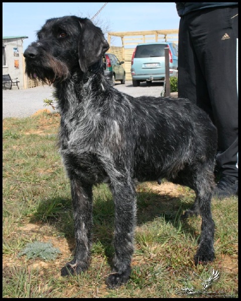 Golane (Sans Affixe)