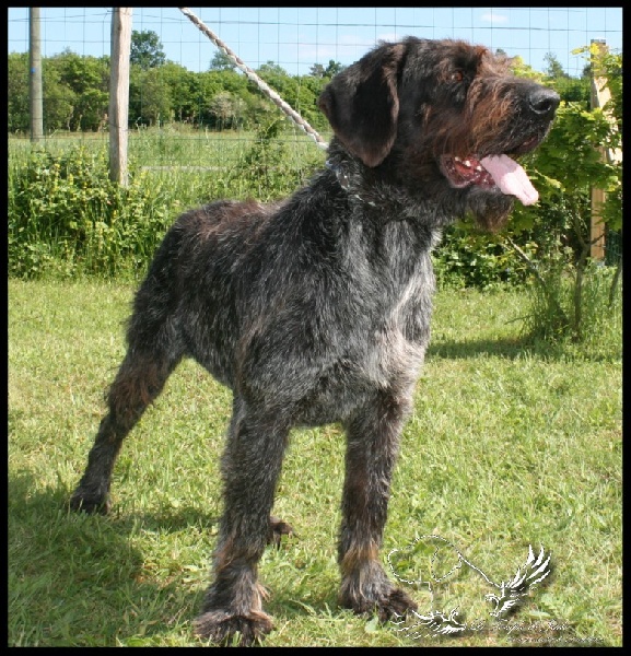 Jiada du temple de jade