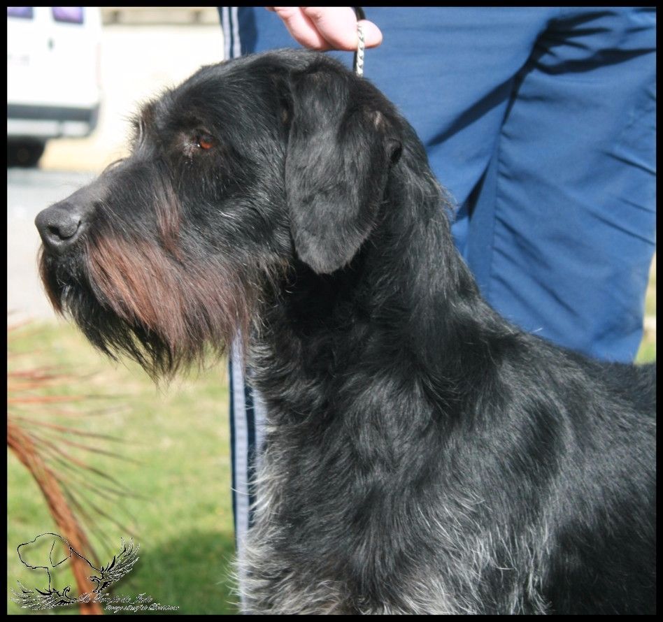 Lana du temple de jade