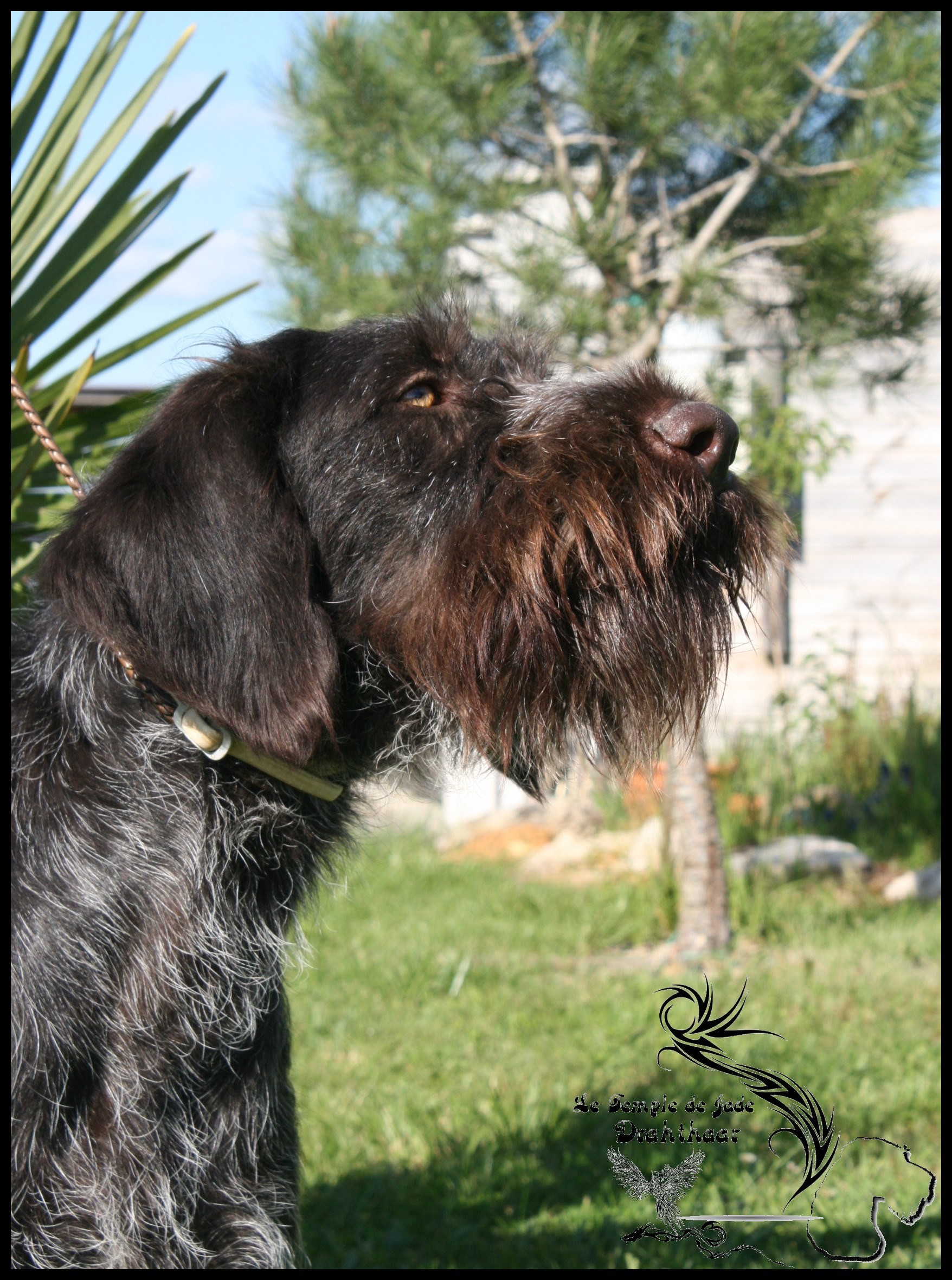 Gambi vrabaska pannonian sea