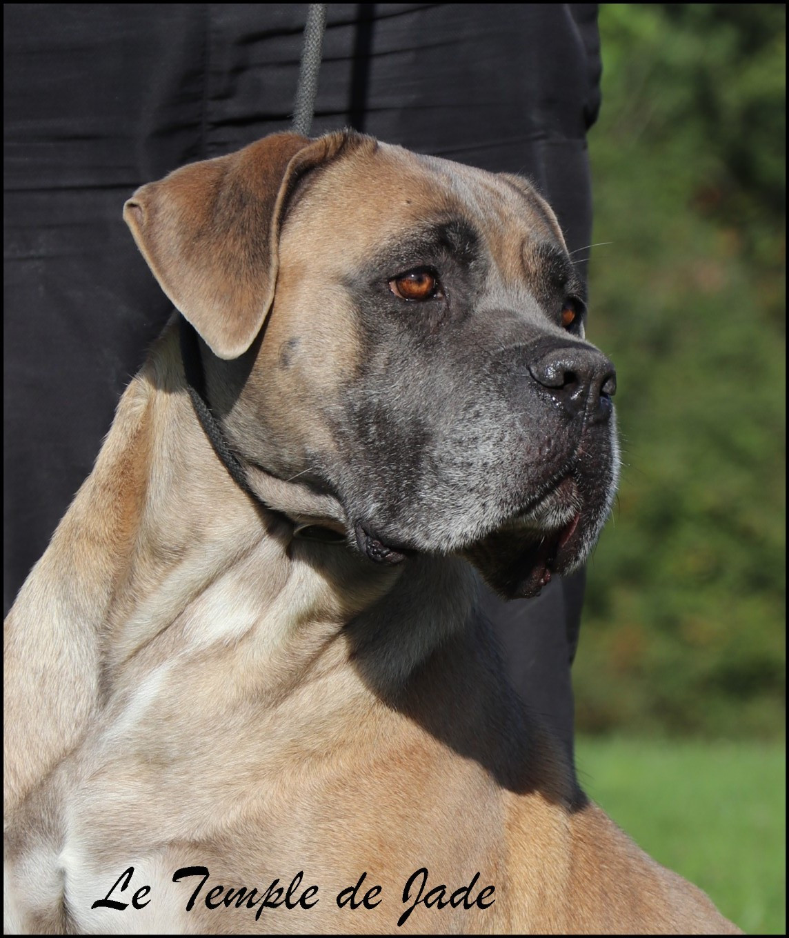 Peaky blinders esme shelby fidelum defensorum