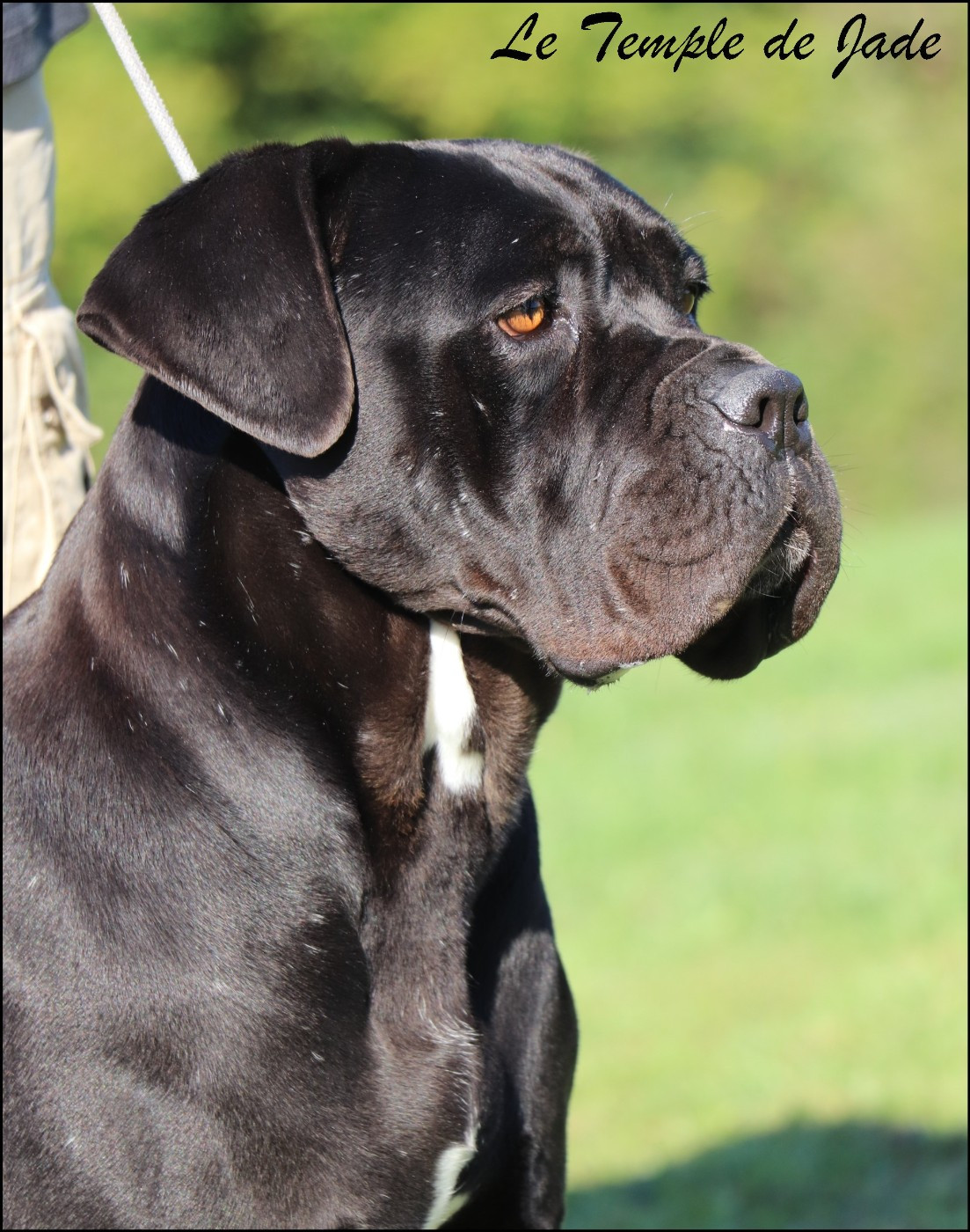 R'a du temple de jade