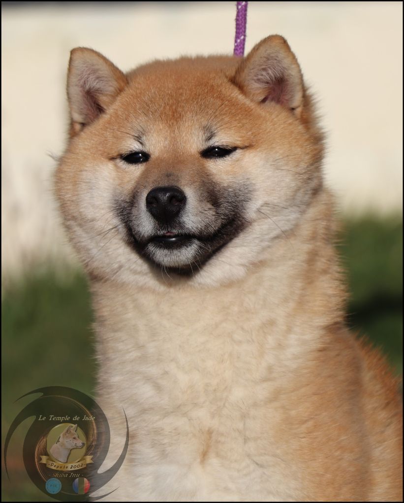 Selena Dog'n'Tatoo