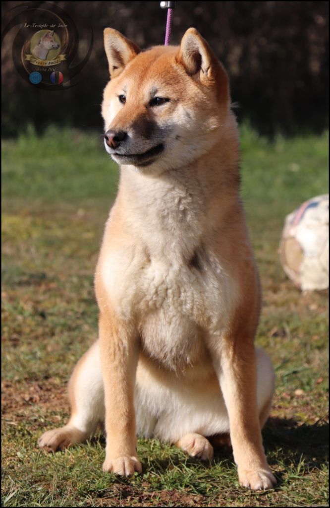 S'kyra Dog'n'Tatoo