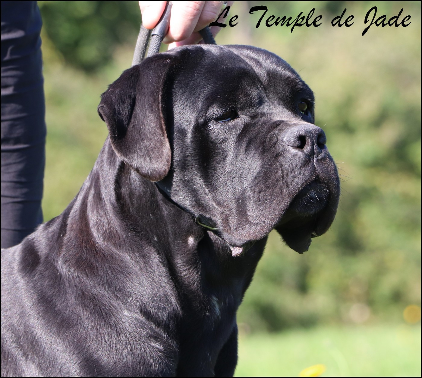 Tara du temple de jade