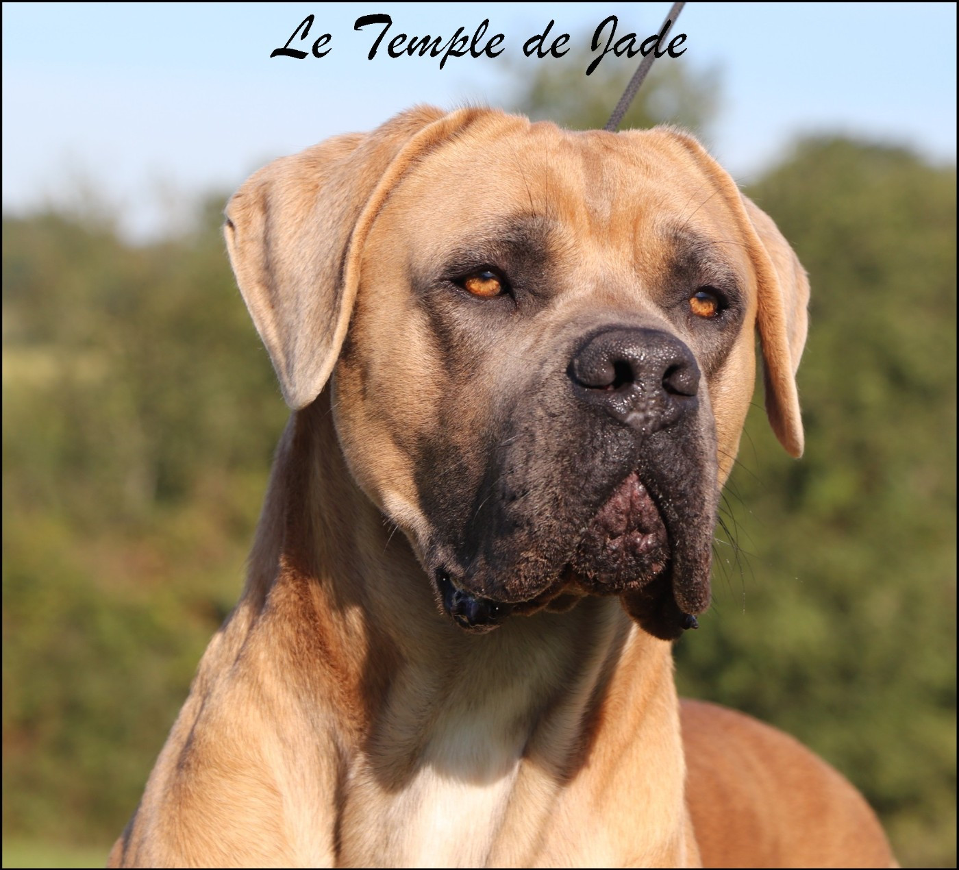 Umbro du temple de jade