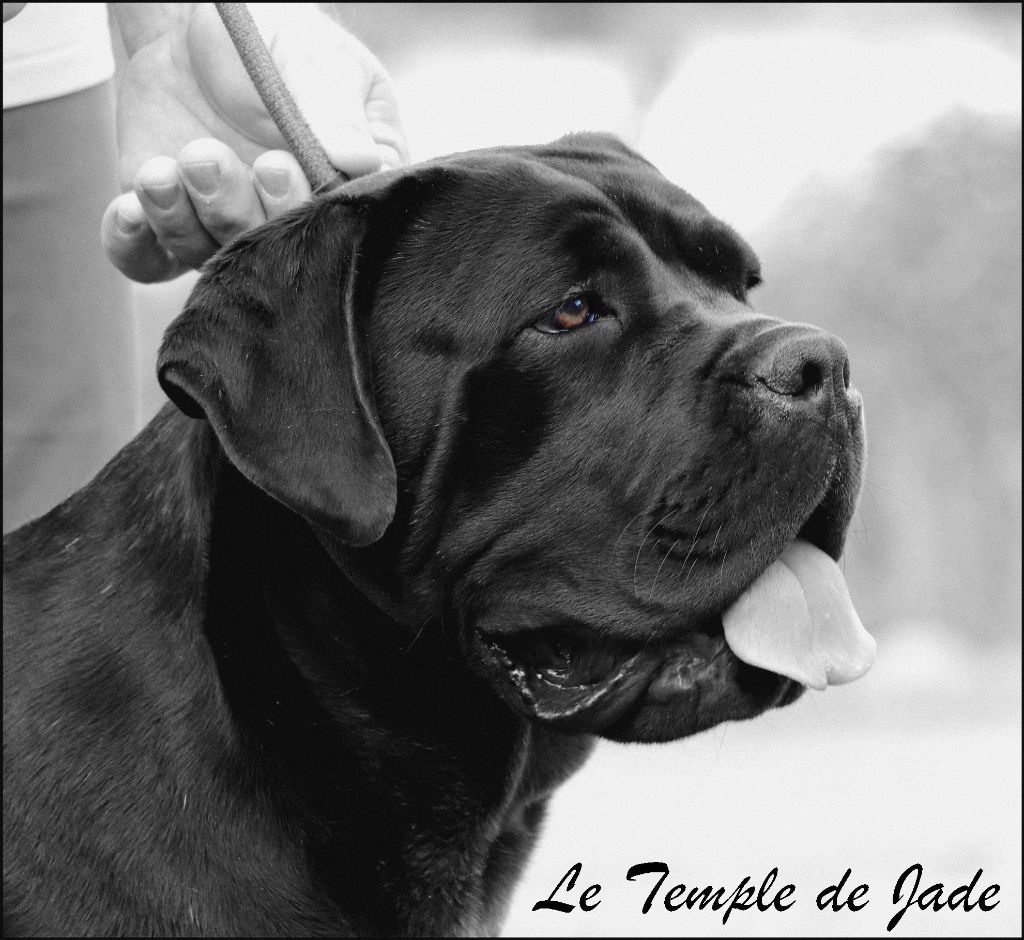 Uranie du temple de jade