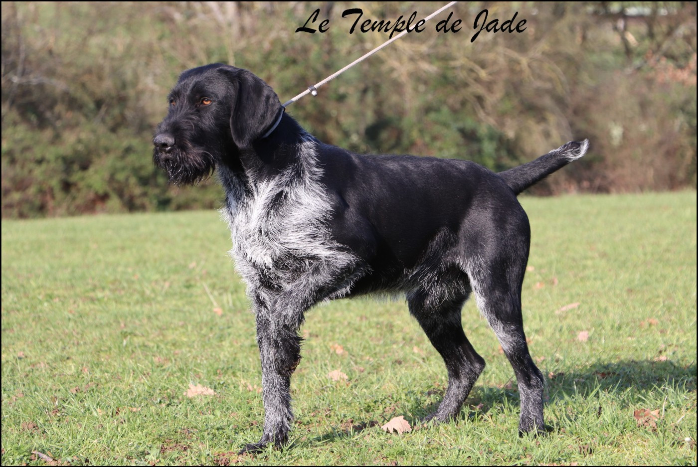 Veneur dit "NONO" Domaine du Grand Coin