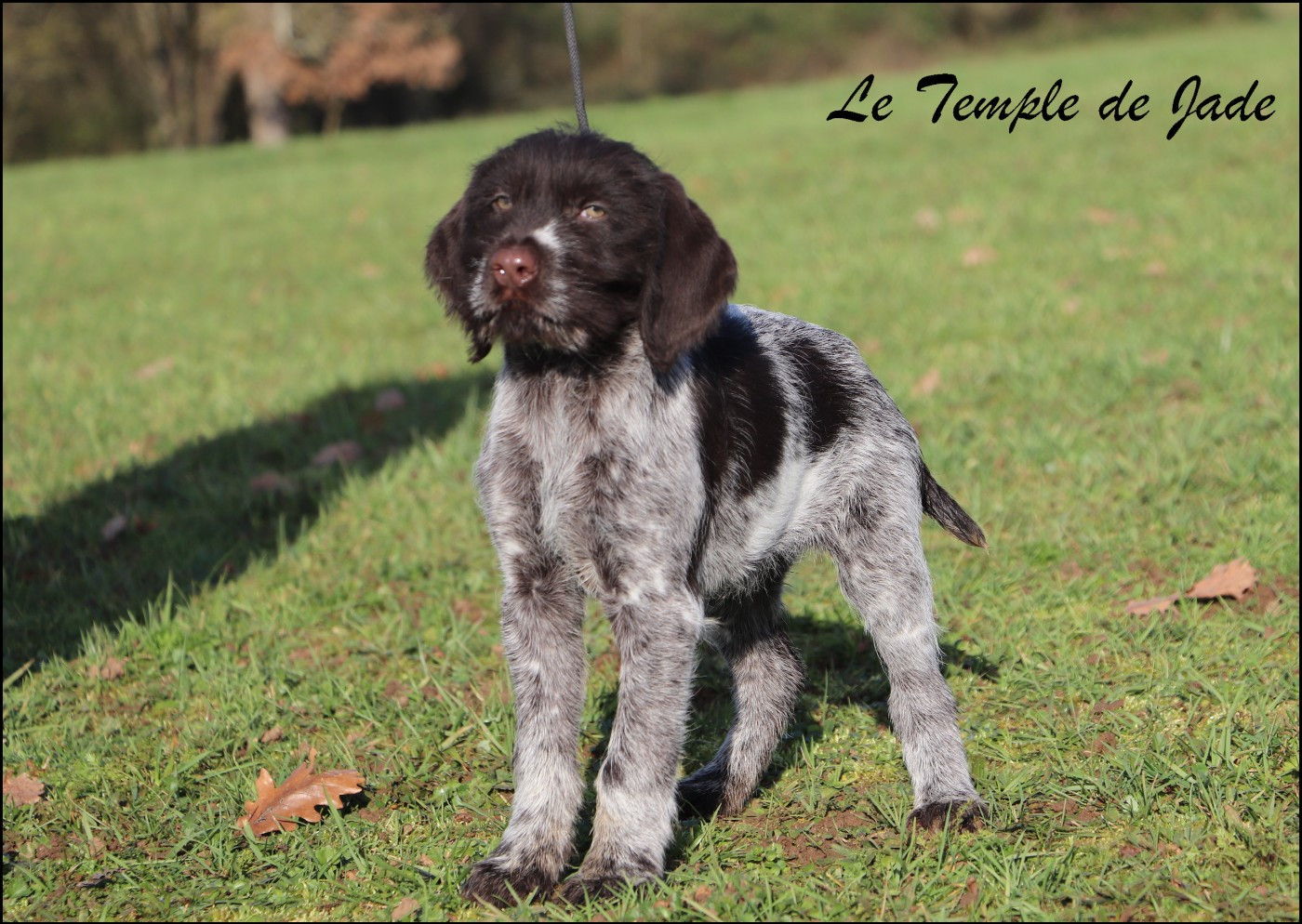 Artemis du Clos du Chasseur