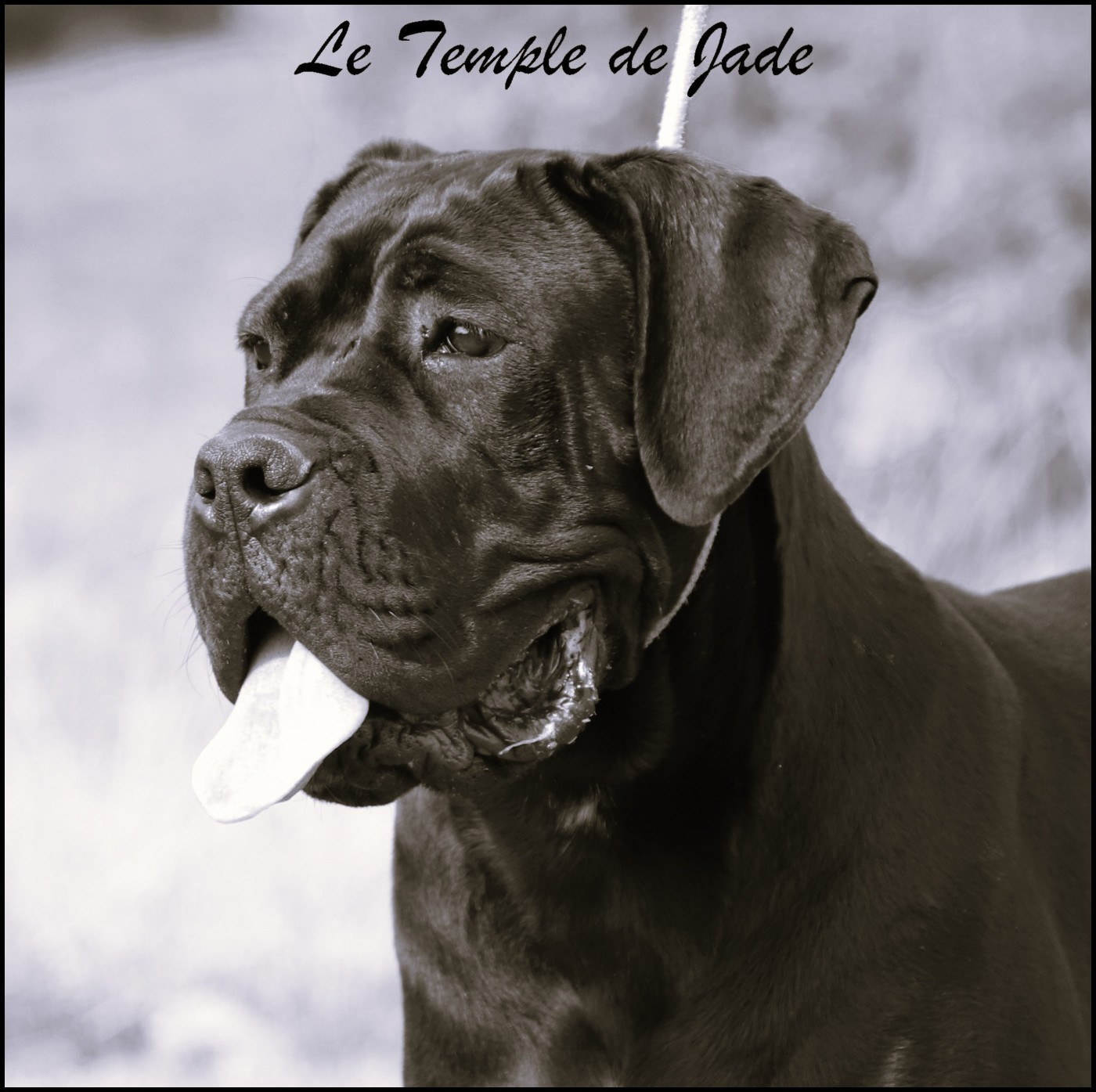 Beauty du temple de jade