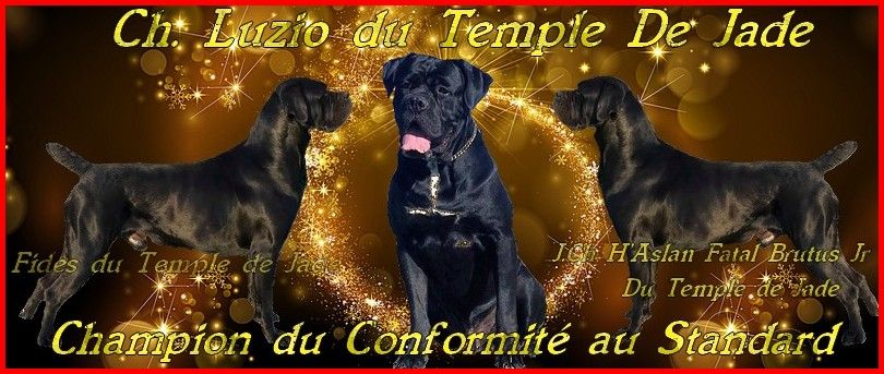 du temple de jade - Hommage ...