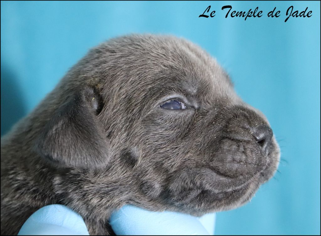 du temple de jade - Chiots disponibles - Cane Corso