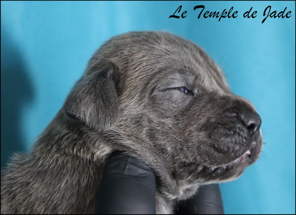 du temple de jade - Chiots disponibles - Cane Corso