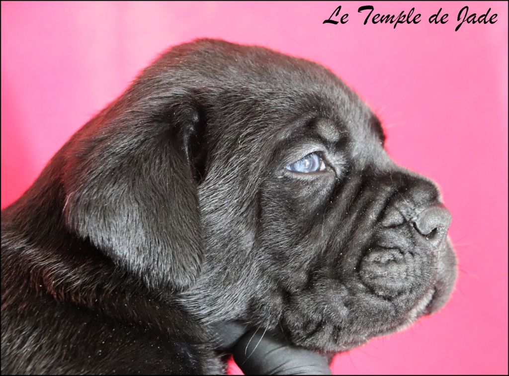 du temple de jade - Chiots disponibles - Cane Corso