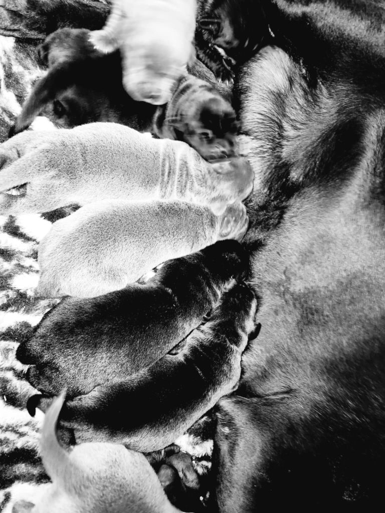 du temple de jade - Chiots disponibles - Cane Corso