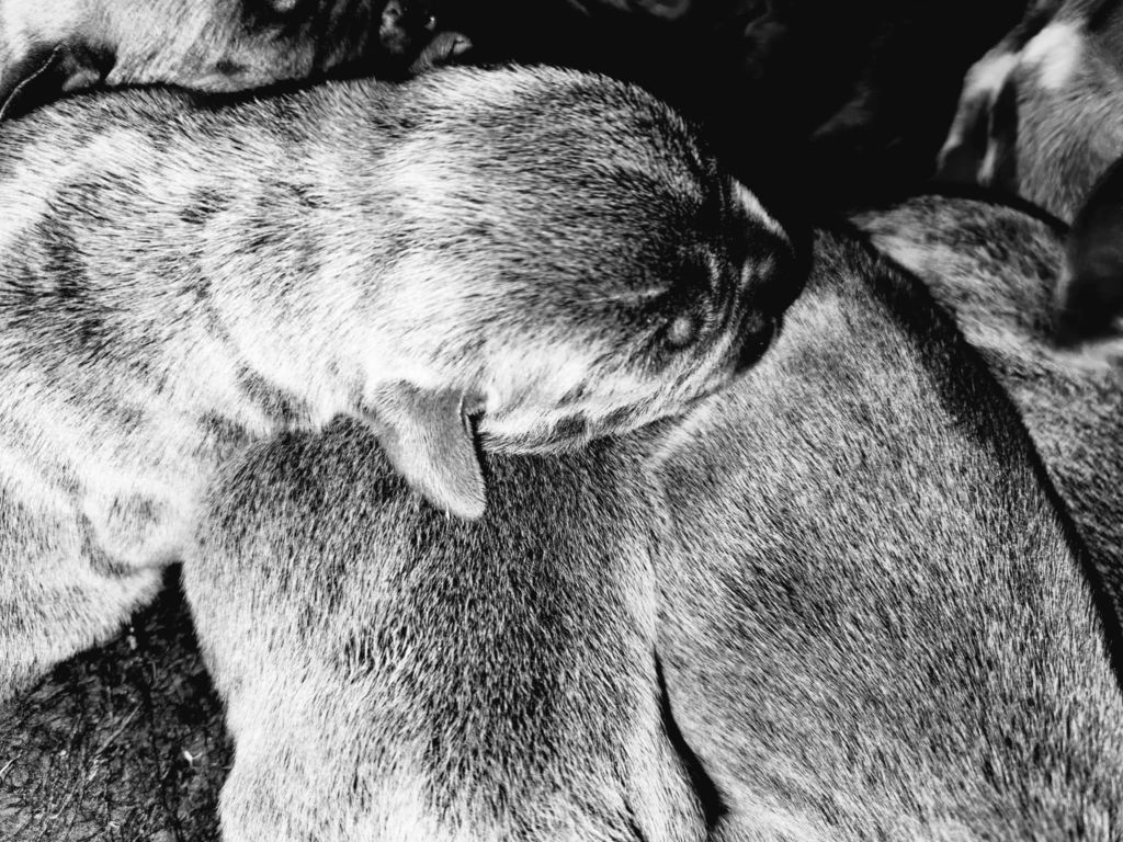 du temple de jade - Chiots disponibles - Cane Corso