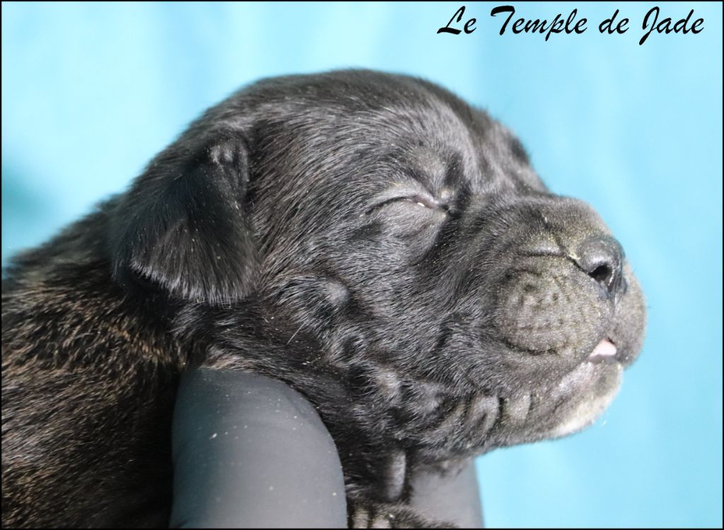 du temple de jade - Chiots disponibles - Cane Corso