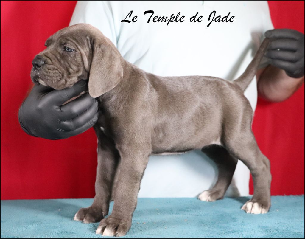 du temple de jade - Chiots disponibles - Cane Corso
