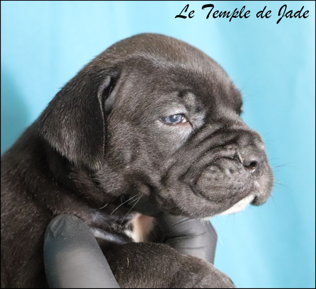 du temple de jade - Chiots disponibles - Cane Corso