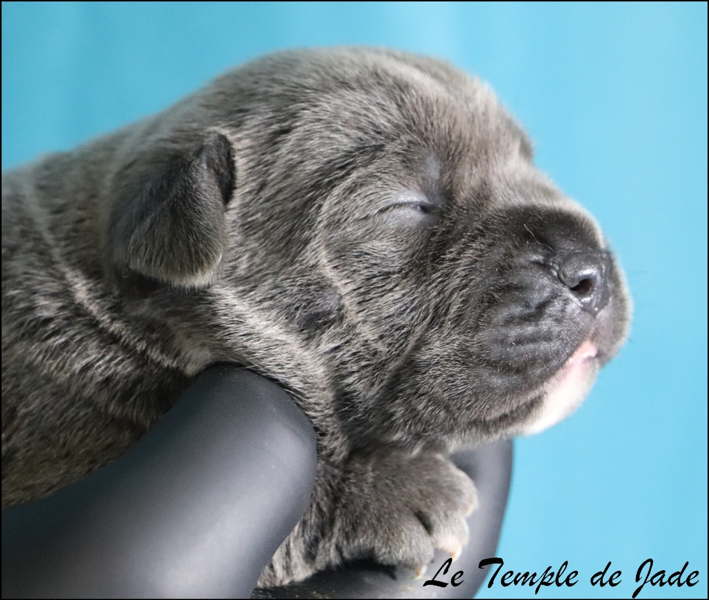 du temple de jade - Chiots disponibles - Cane Corso