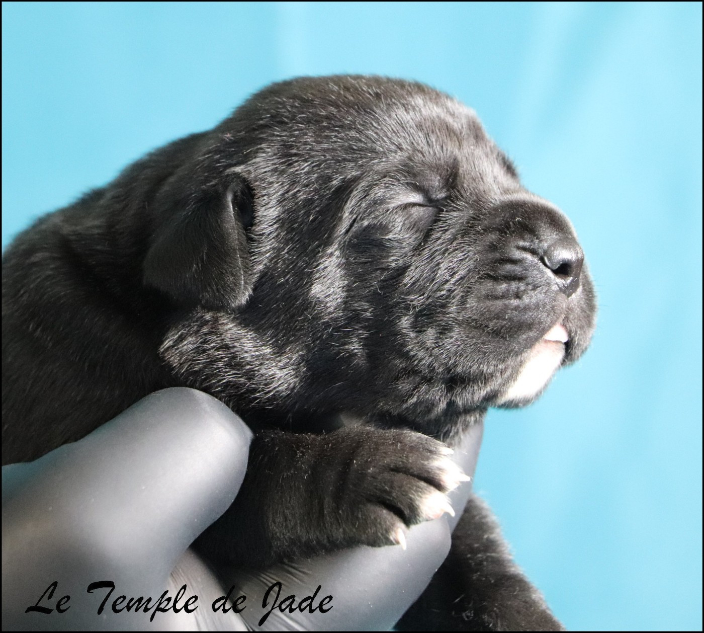 du temple de jade - Chiots disponibles - Cane Corso