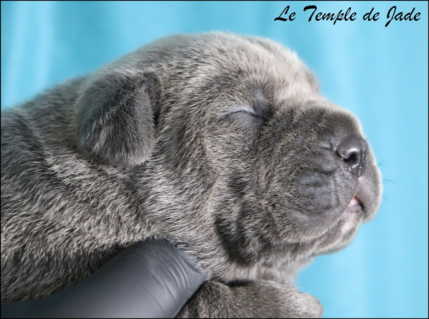 du temple de jade - Chiots disponibles - Cane Corso