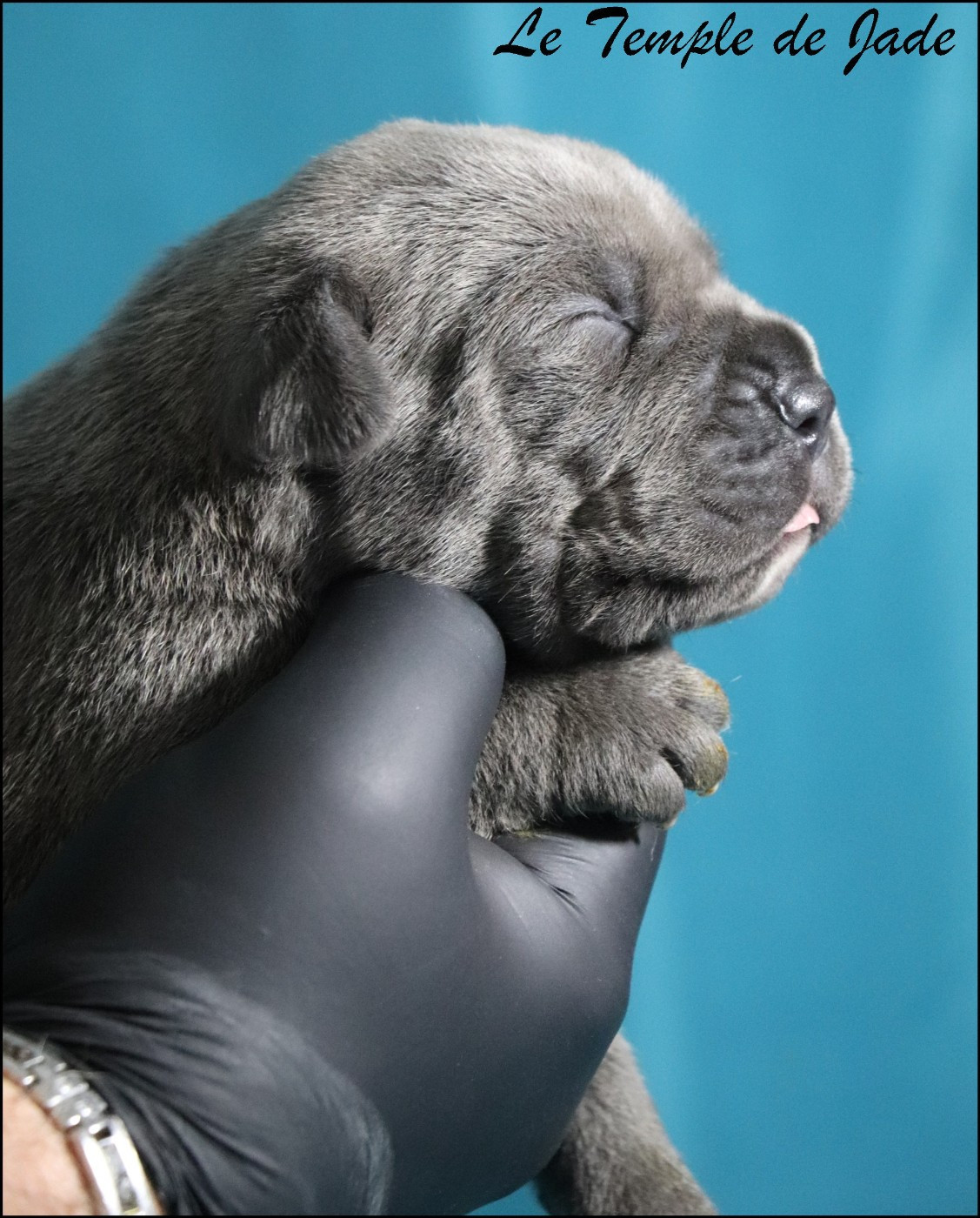 du temple de jade - Chiots disponibles - Cane Corso