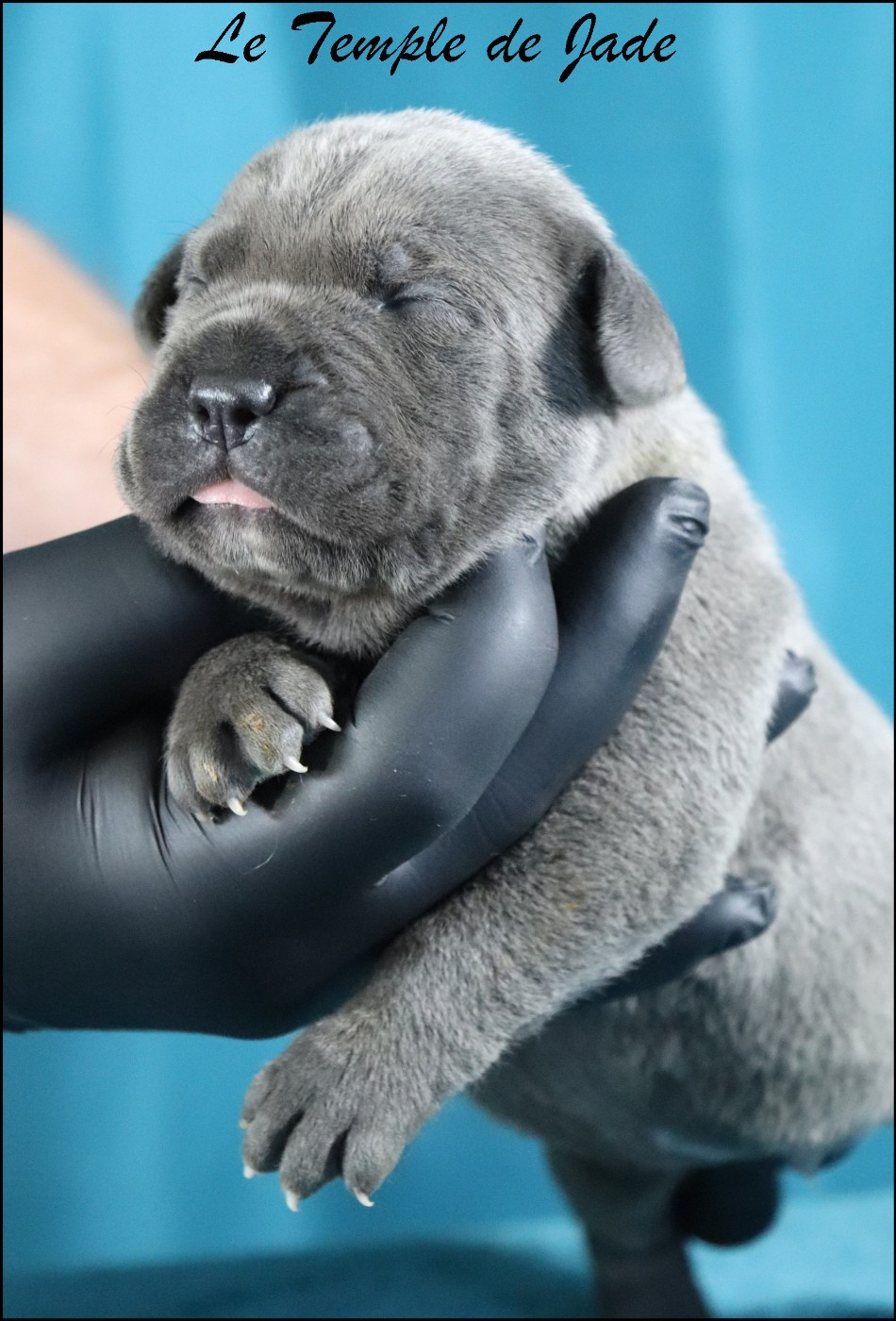 Chiot Cane Corso du temple de jade