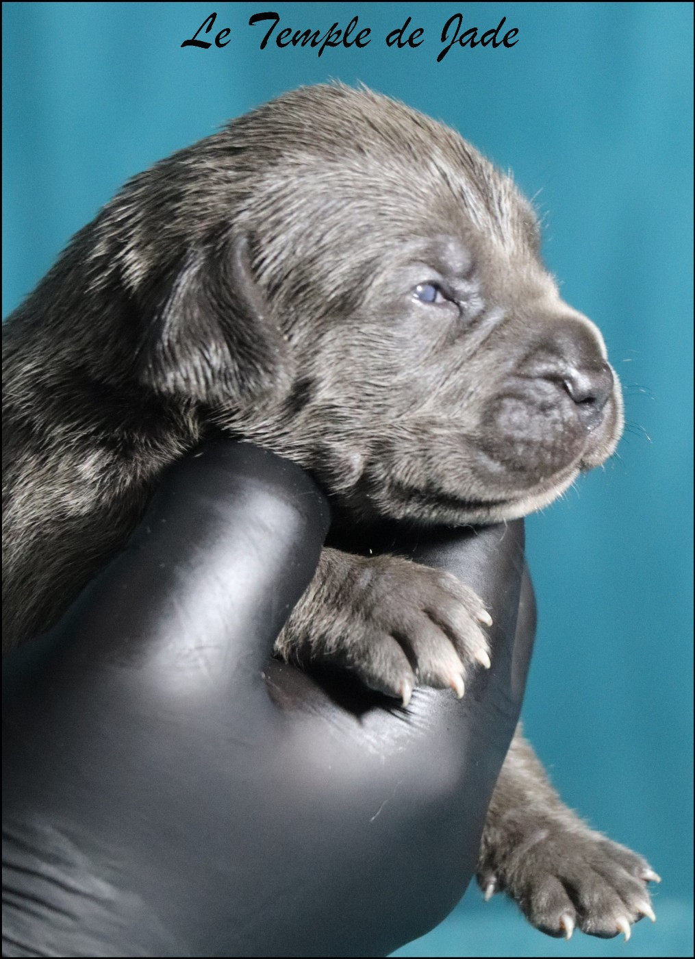 du temple de jade - Chiots disponibles - Cane Corso