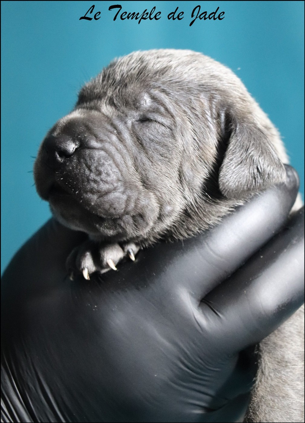 du temple de jade - Chiots disponibles - Cane Corso