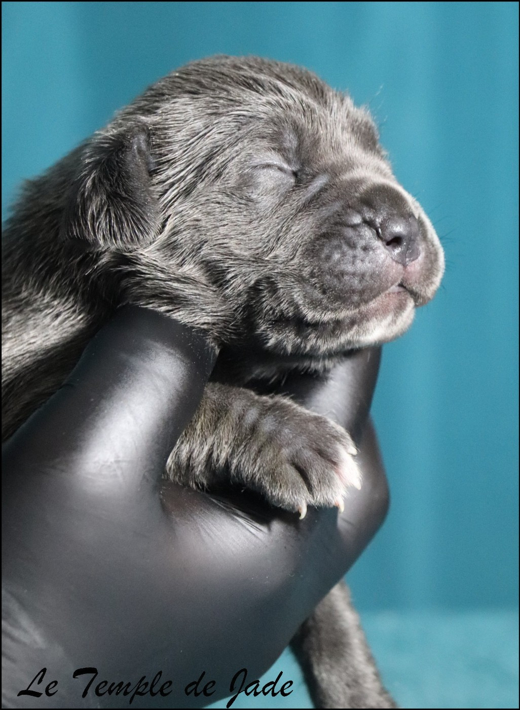 du temple de jade - Chiots disponibles - Cane Corso