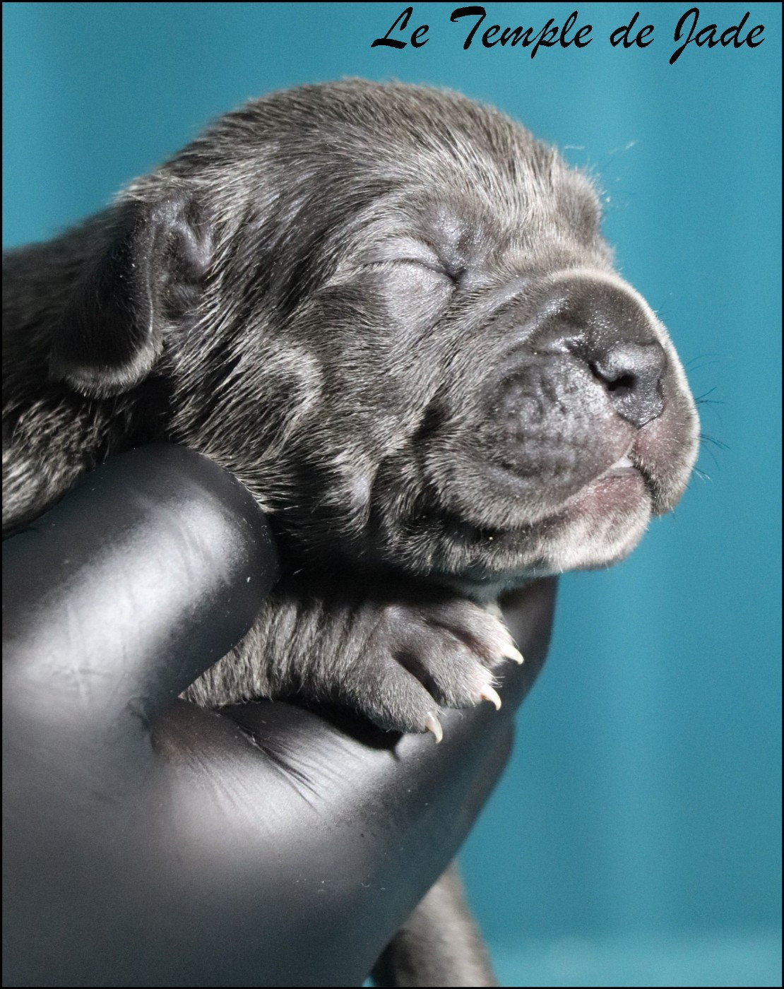 du temple de jade - Chiots disponibles - Cane Corso