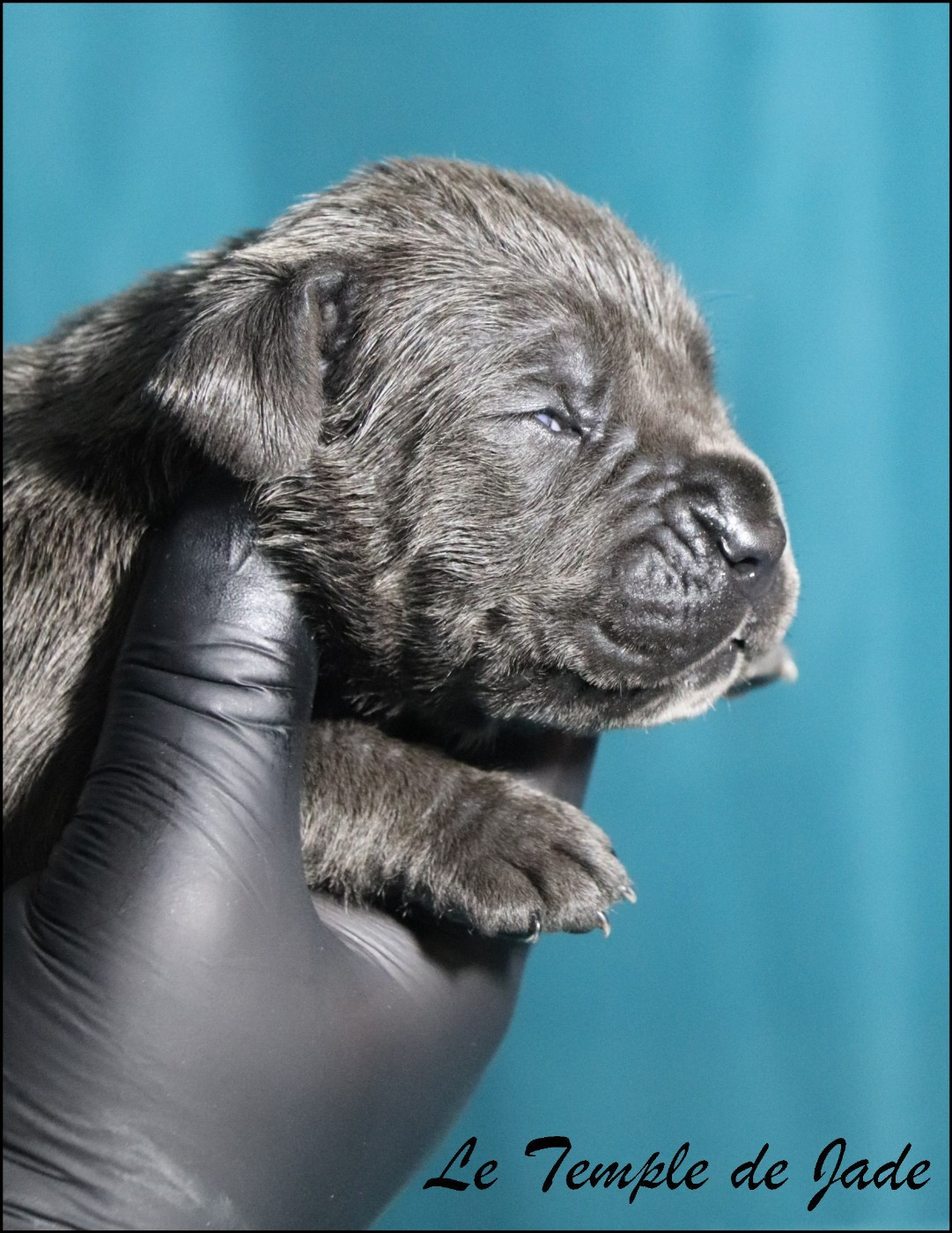 du temple de jade - Chiots disponibles - Cane Corso