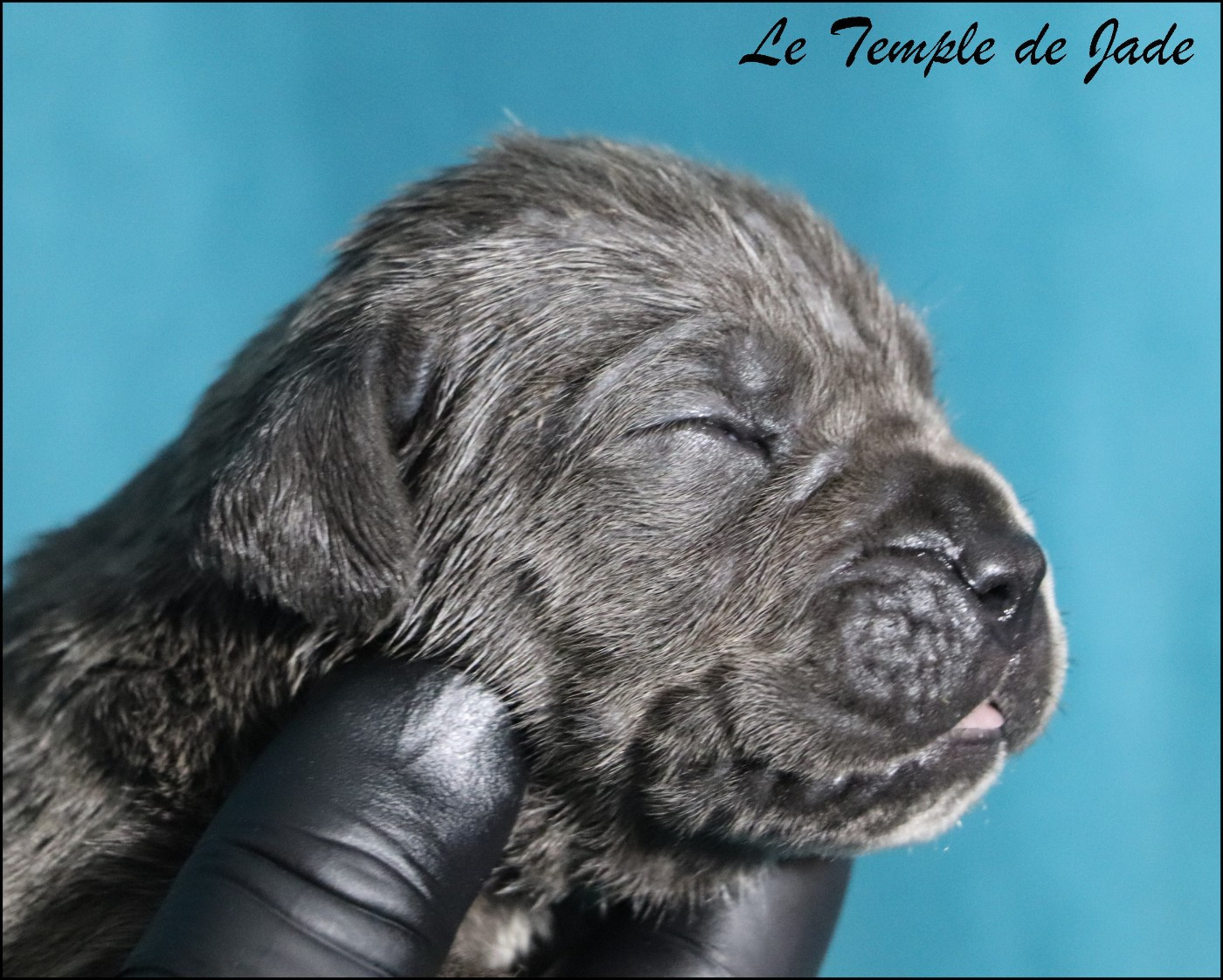 du temple de jade - Chiots disponibles - Cane Corso