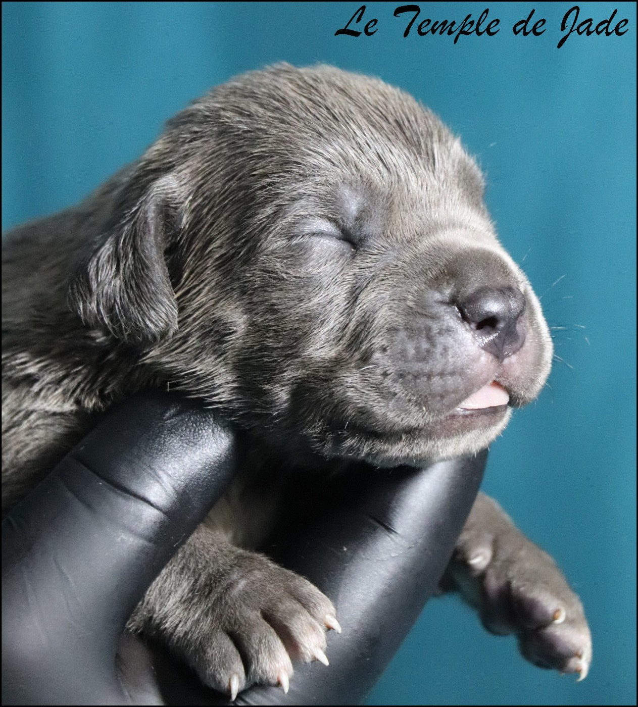 du temple de jade - Chiots disponibles - Cane Corso