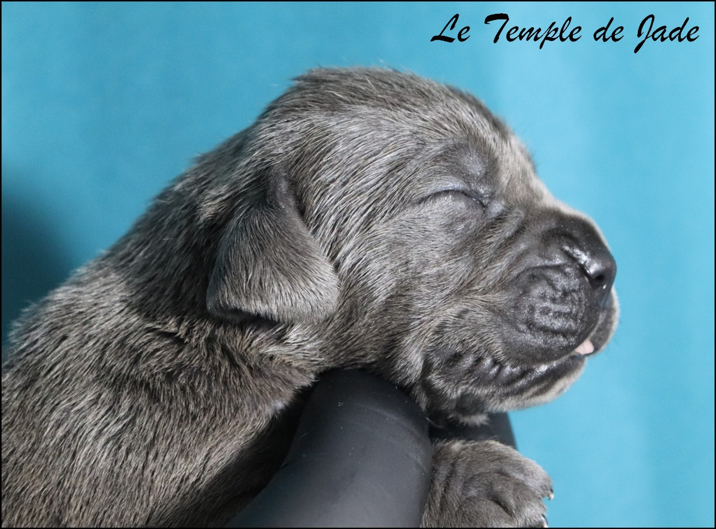 du temple de jade - Chiots disponibles - Cane Corso