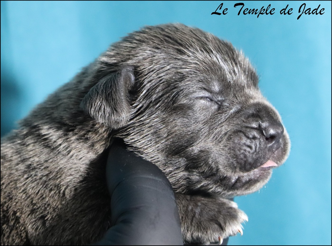du temple de jade - Chiots disponibles - Cane Corso