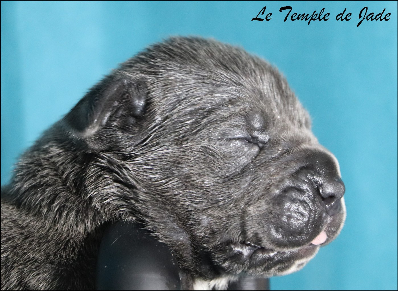 du temple de jade - Chiots disponibles - Cane Corso