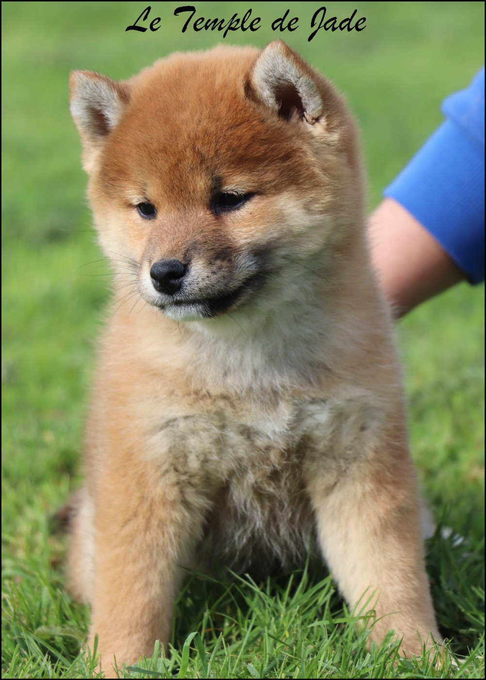 du temple de jade - Chiots disponibles - Shiba