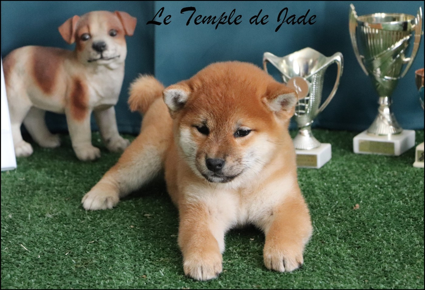 du temple de jade - Chiots disponibles - Shiba