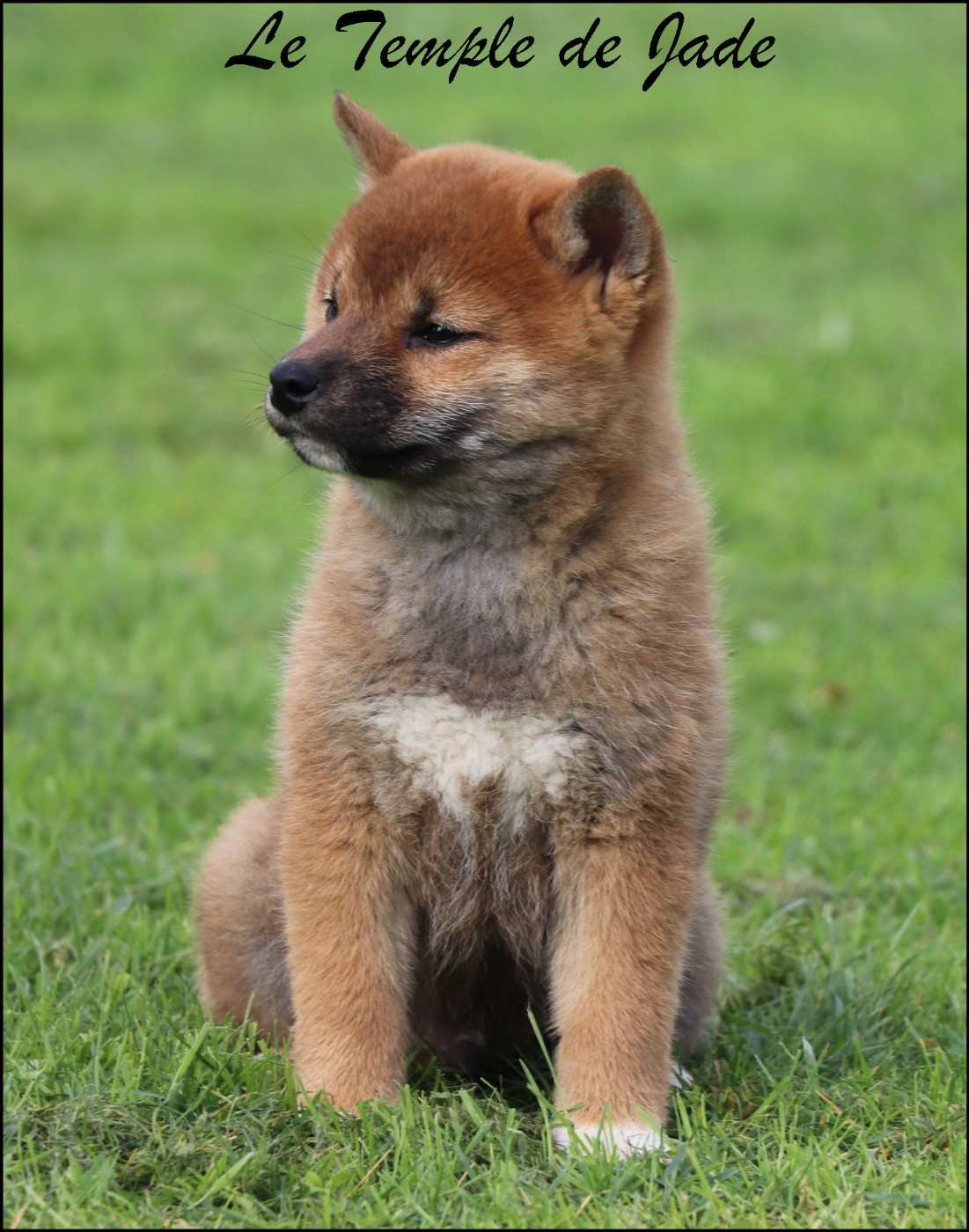 du temple de jade - Chiots disponibles - Shiba
