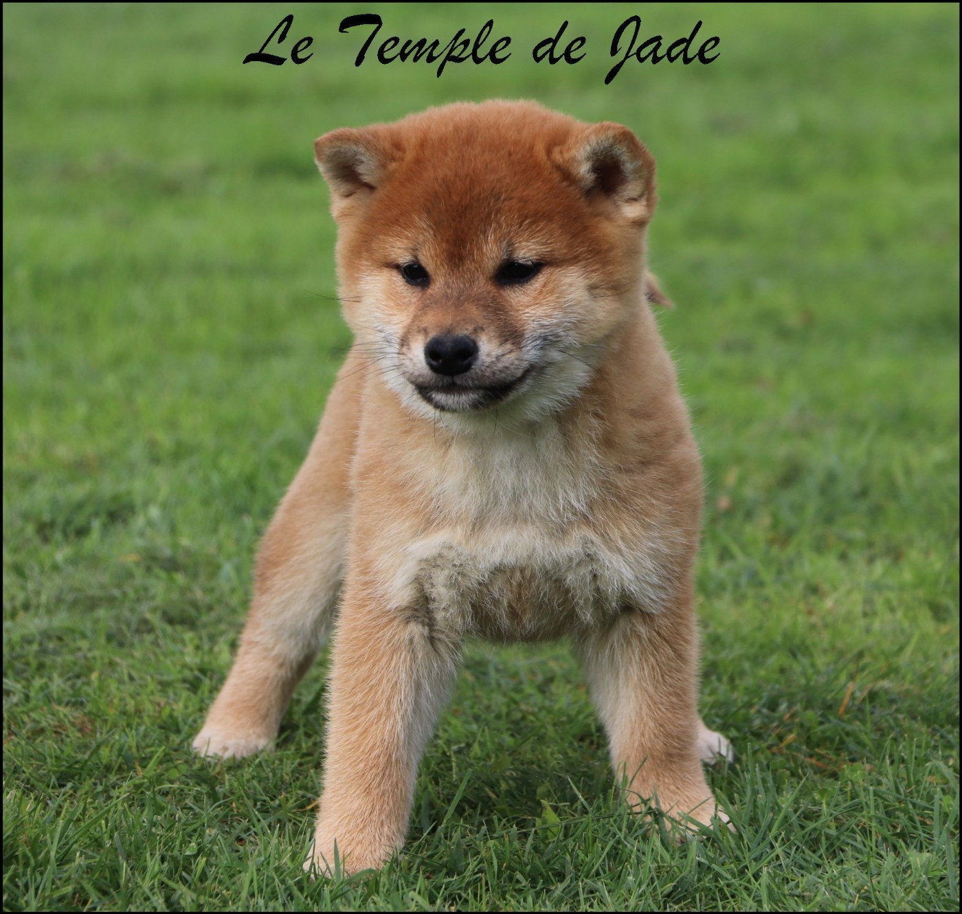 du temple de jade - Chiots disponibles - Shiba
