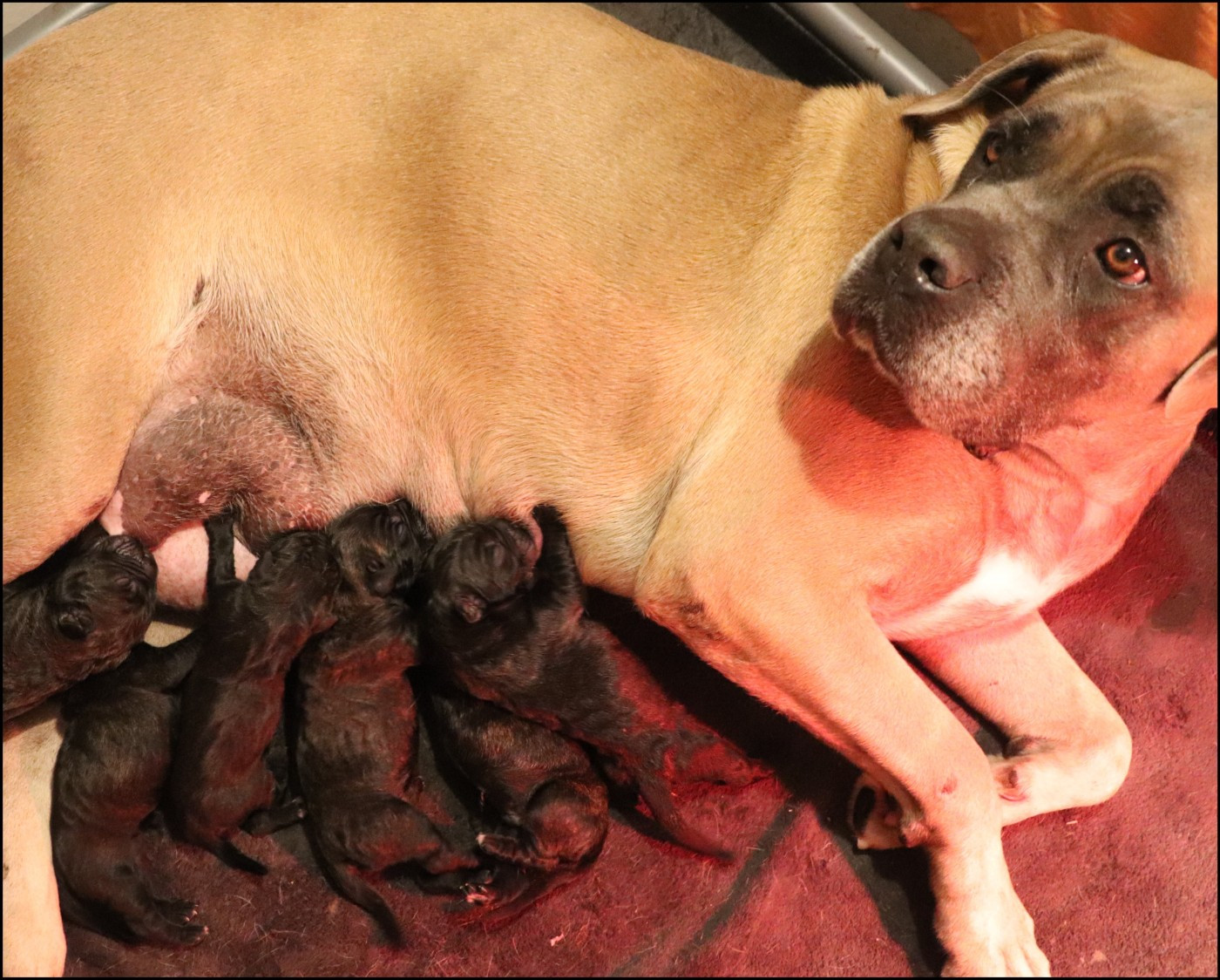 du temple de jade - Cane Corso - Portée née le 16/10/2025