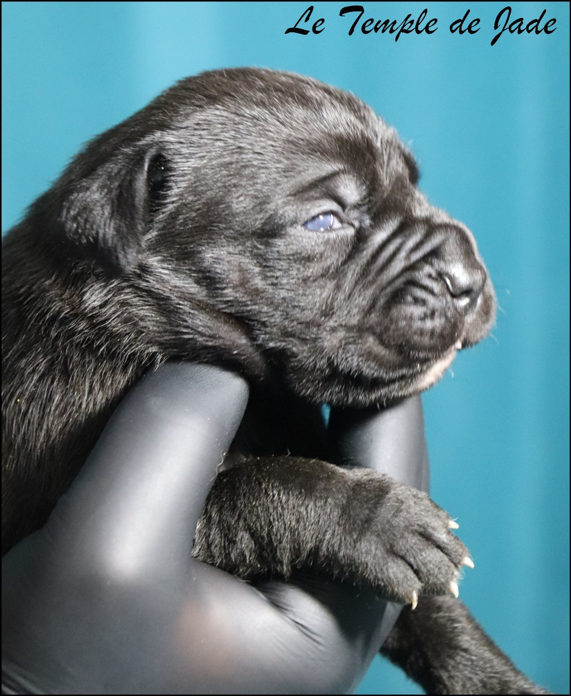 du temple de jade - Chiots disponibles - Cane Corso
