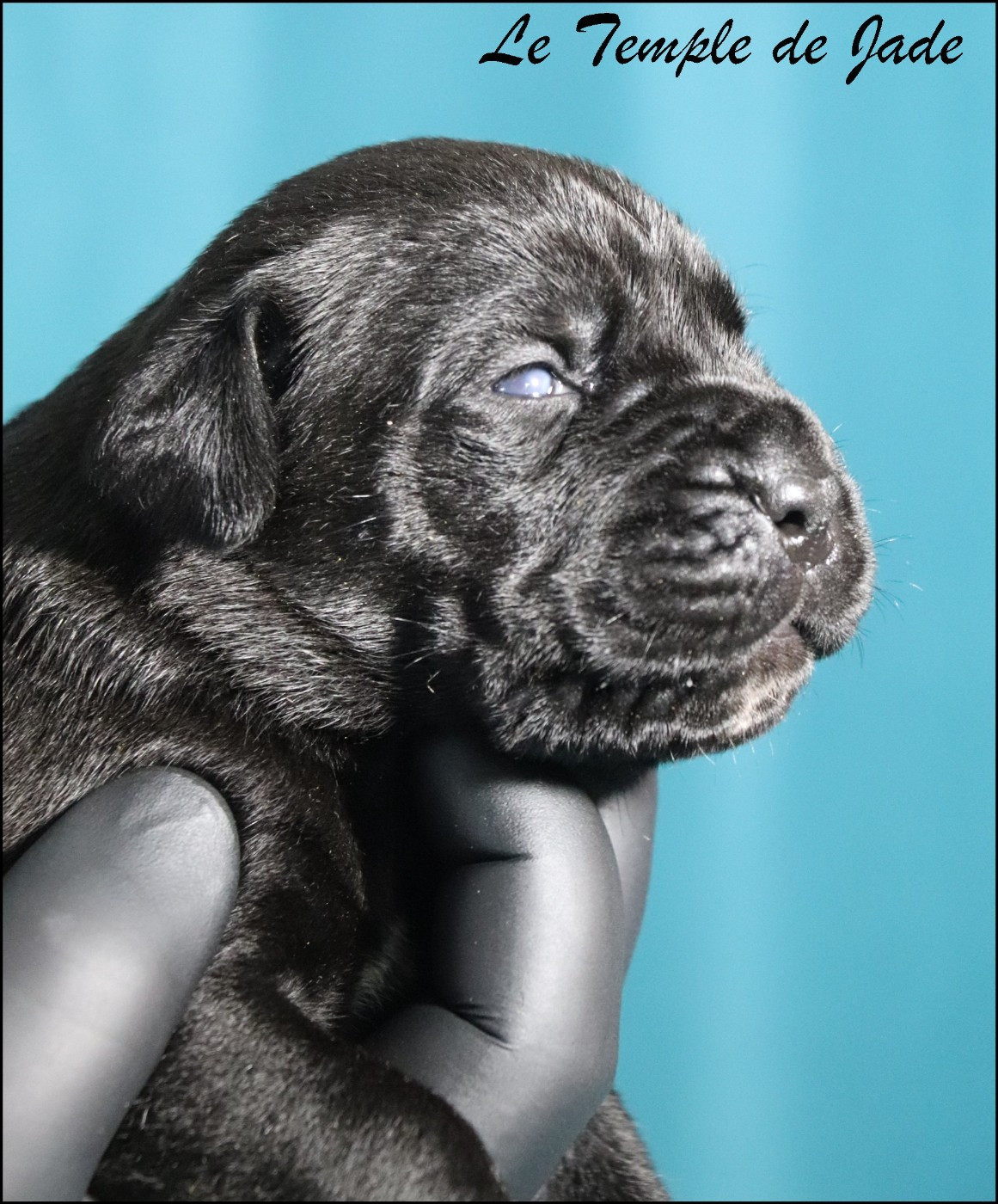 du temple de jade - Chiots disponibles - Cane Corso