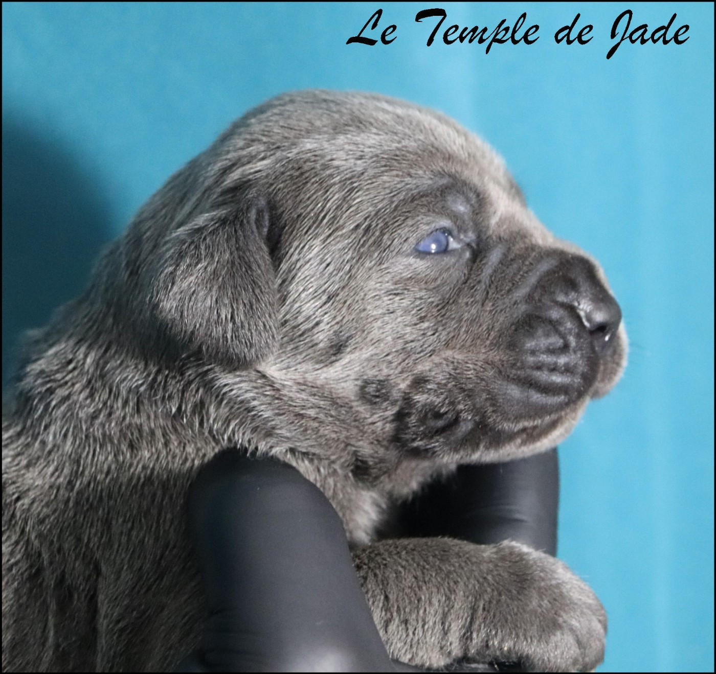 du temple de jade - Chiots disponibles - Cane Corso